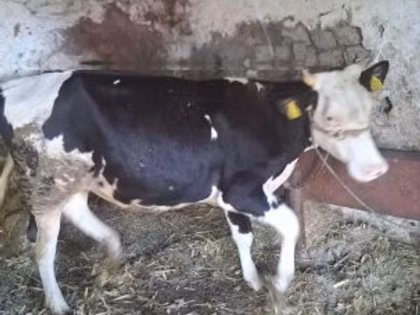 Krava, Russian Black pied cattle