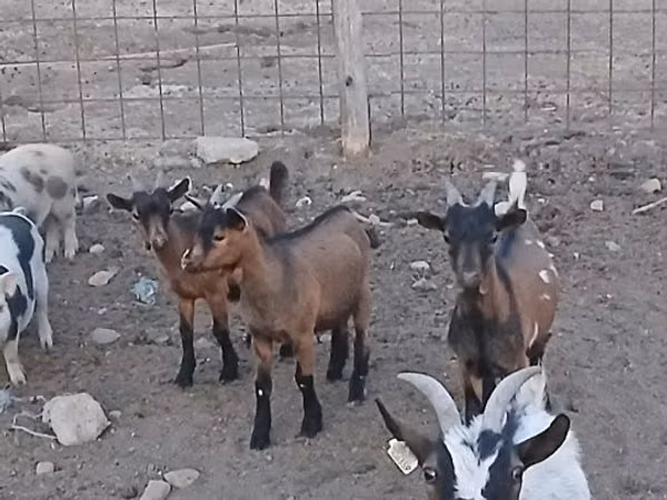 Țap, Pomellata goat