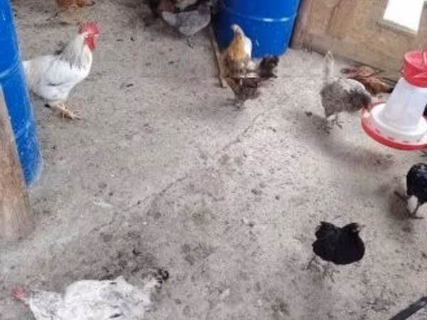 Chickens — Hungary