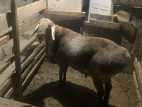 Ovce, Arashan sheep — foto 5