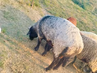 Խոյ, Ոչխարներ — լուսանկար 3