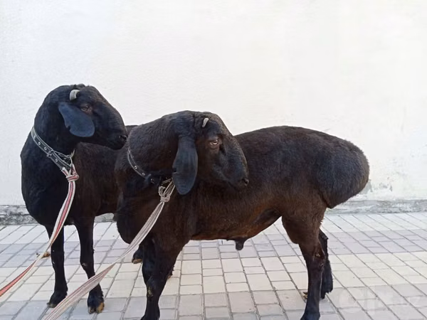 Ram, Blackheaded Persian sheep