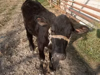 Vache, Bovins — photo 2