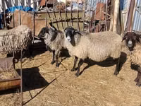 암양, Romanov sheep — 사진 1