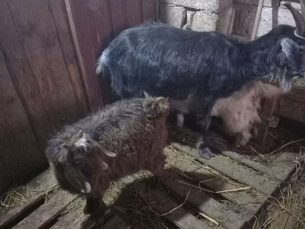 بز نر, بز — جمهوری آذربایجان