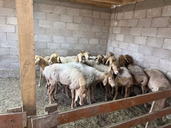 Sheep, Sheep — Kyrgyzstan