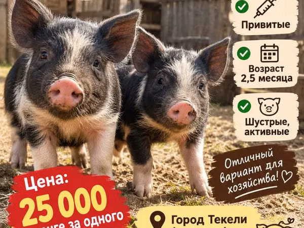 Boar, Pigs — Kazakhstan