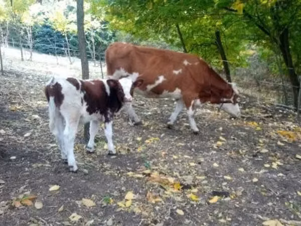 Bik, French Simmental cattle