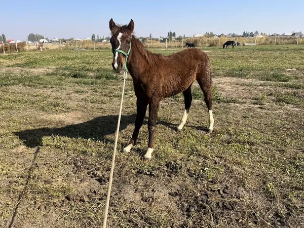 Cavallo, Cavalli