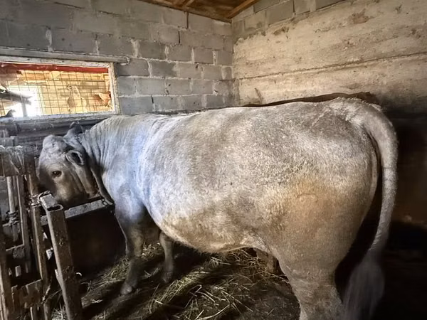 Bull, Cattle