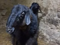 Kambing jantan, Sheep — foto 3