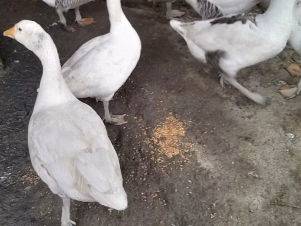 Geese