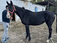 Kuda betina, Horses — foto 5
