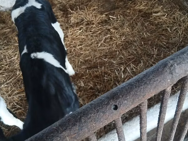 Cow, Russian Black pied cattle