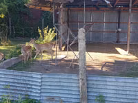Toro, Bovini — foto 1