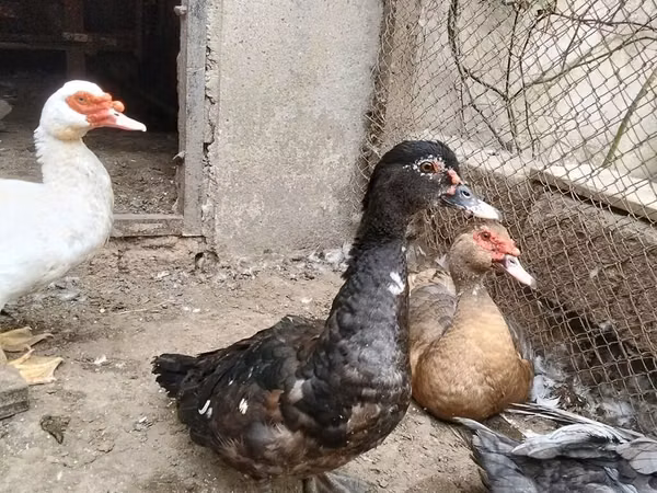 Domestic Muscovy — Azerbaijan