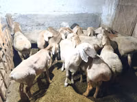 Montone, Hissar sheep — foto 3