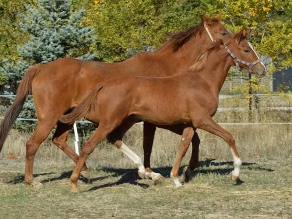 Hingst, Kisber felver
