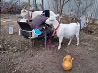 Goat, Goats — photo 4