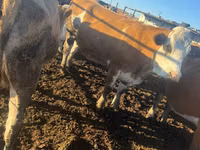 Bò cái, Simmental cattle — ảnh 3