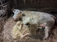 Bulle, Charolais cattle — Foto 2