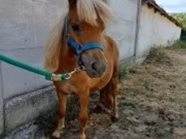 Kůň, Koně — Maďarsko