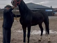 Koń, Orlov Trotter — zdjęcie 4