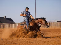 公马, Quarter Horse — 照片 4