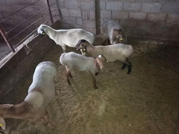 Ram, Sheep — Kyrgyzstan