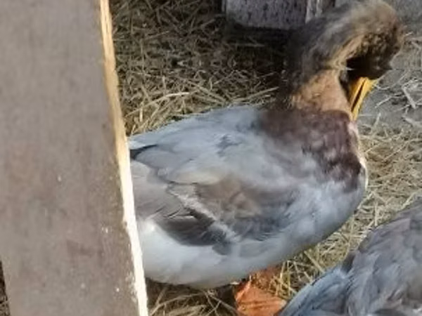 Ducks
