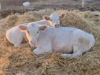 Byk, Charolais cattle — zdjęcie 6