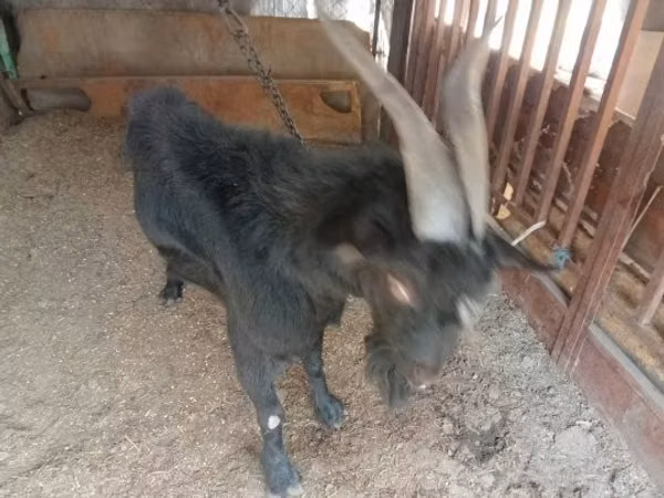 ወንድ ፍየል, Goats — ሀንጋሪ