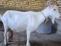 بز ماده, بز — عکس 2