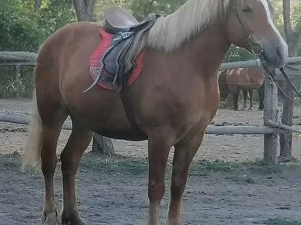 Mare, Haflinger