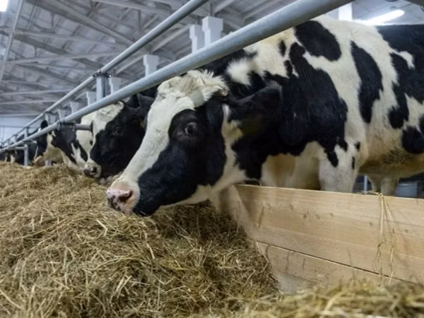 Cow, Russian Black pied cattle — Russia
