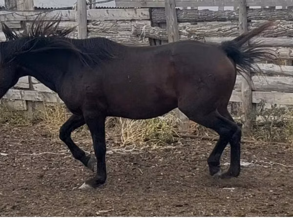 Horse (M), Kushum Horse