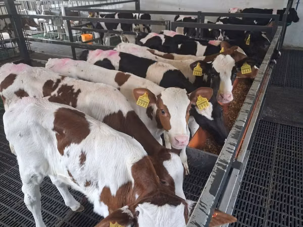 گاو نر, Simmental cattle
