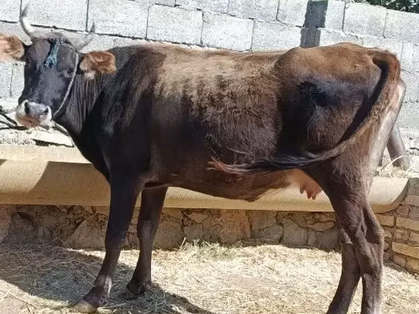 Cow, Cattle