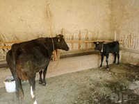 Cow, Cattle — photo 1