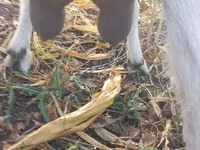 Κατσίκα, Nubian Goat — φωτογραφία 5