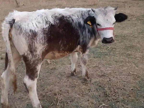 Cow, Belgian Blue — Kyrgyzstan
