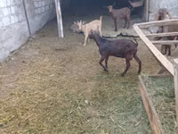 Billy Goat, Nubian Goat — photo 3