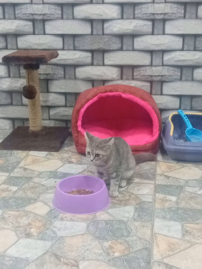 Məhsul: Pişik üçün aksessuar dəsti Tərkibev - Yumşaq, qapalı pişik