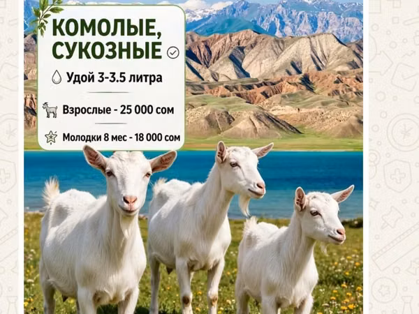 Billy Goat, Saanen goat