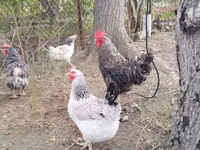 Chickens — zdjęcie 2
