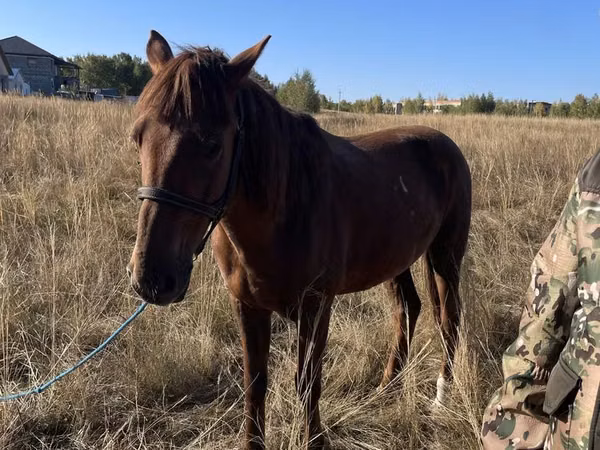 Horse (M), Horses — Kazakhstan