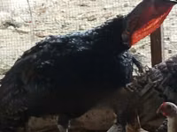 Turkeys — foto 2