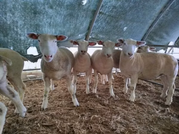 Owca, Ile-de-France sheep