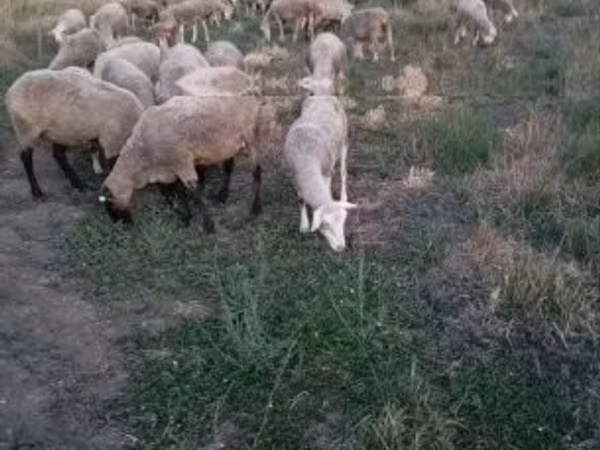 میش, Ile-de-France sheep