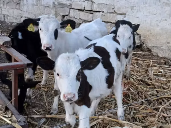 公牛, Russian Black pied cattle — 摩尔多瓦